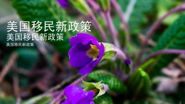 美国移民新政策