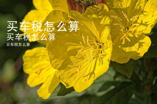 买车税怎么算