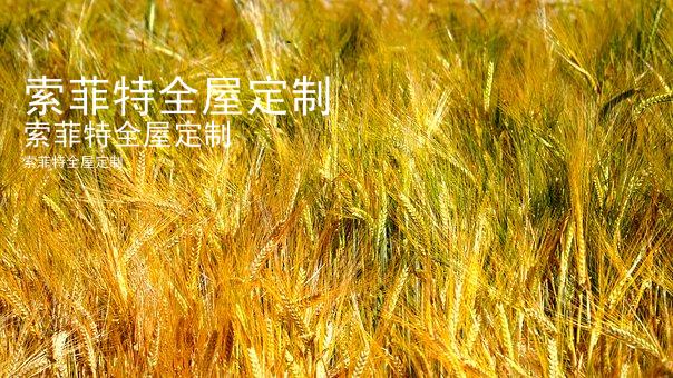 索菲特全屋定制