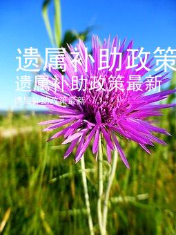 遗属补助政策最新