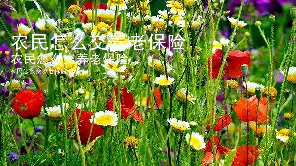 农民怎么交养老保险