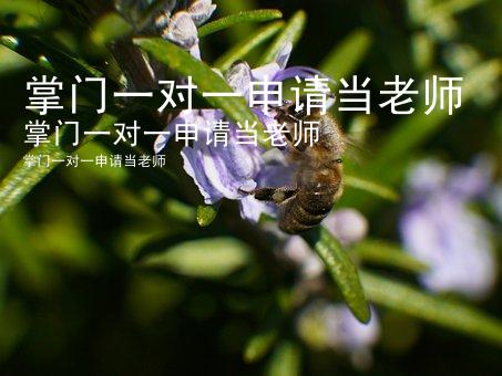 掌门一对一申请当老师
