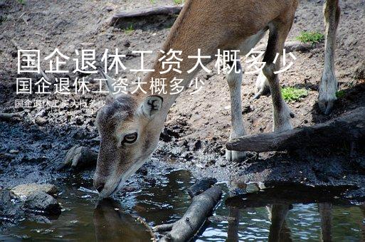 国企退休工资大概多少