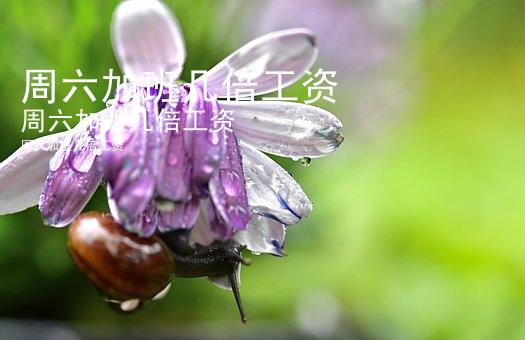 周六加班几倍工资