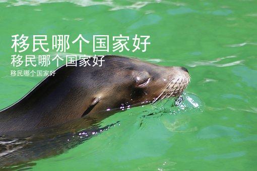 移民哪个国家好