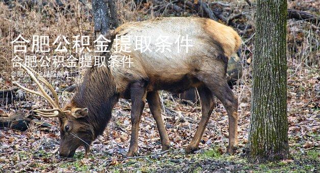 合肥公积金提取条件