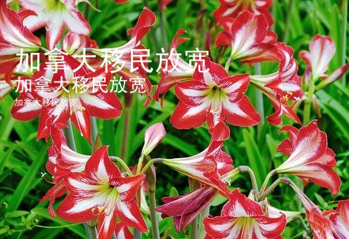 加拿大移民放宽