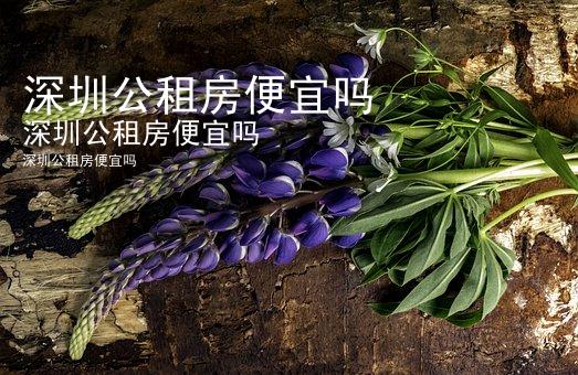 深圳公租房便宜吗
