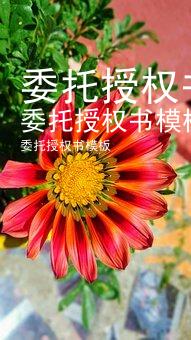 委托授权书模板