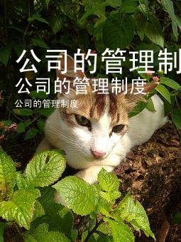 公司的管理制度
