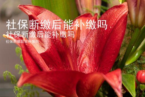 社保断缴后能补缴吗